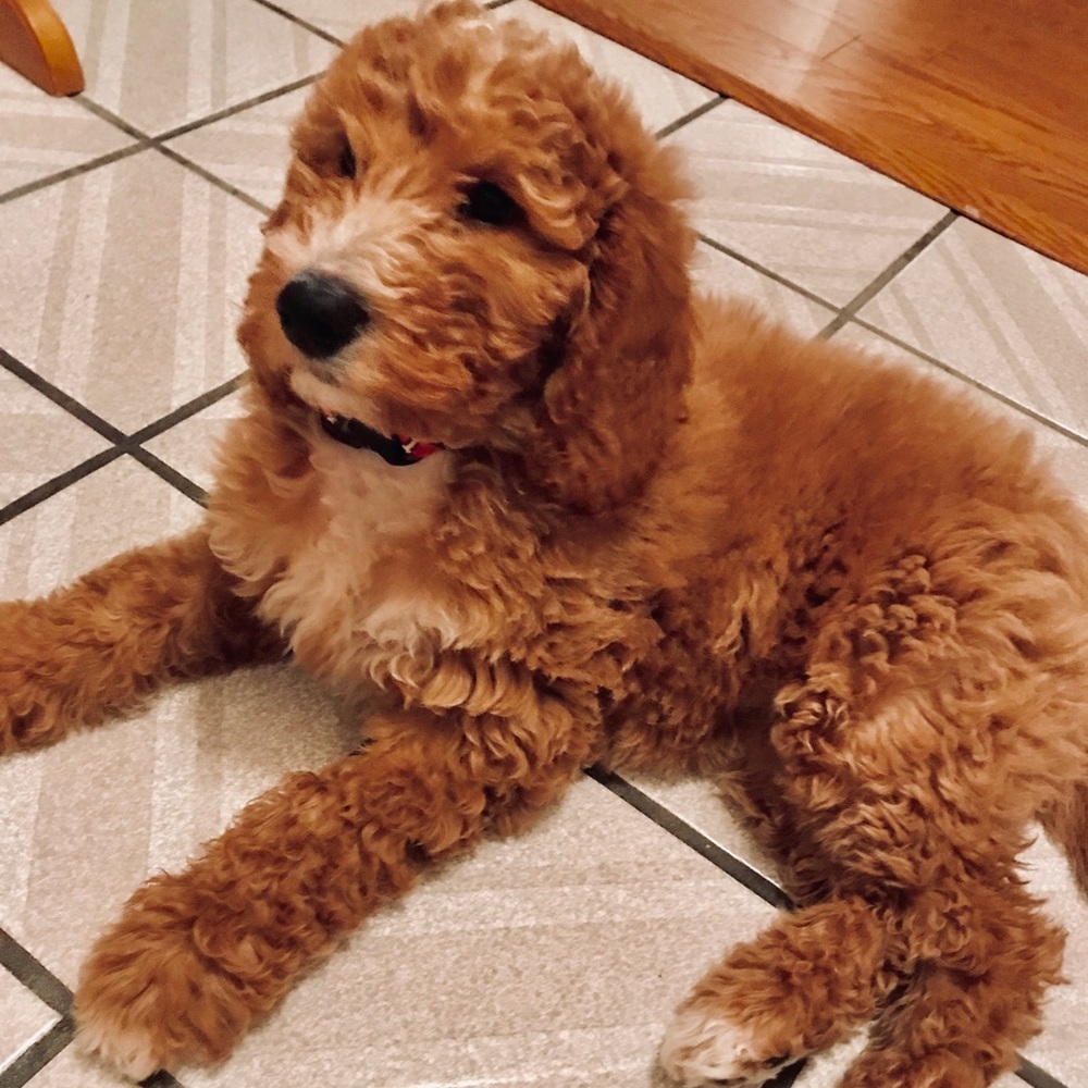 Meet your Posher, Lori